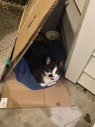 Found/Stray Male Cat last seen Jerrett ln havelock nc, Havelock, NC 28532
