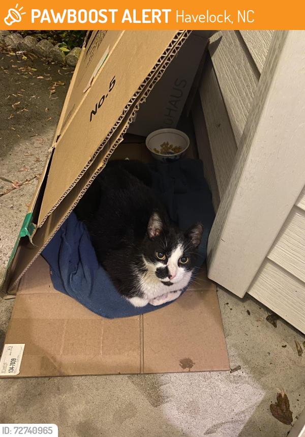 Found/Stray Male Cat last seen Jerrett ln havelock nc, Havelock, NC 28532