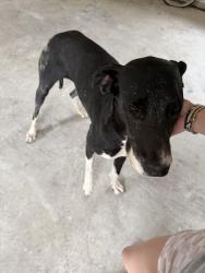 Found/Stray Female Dog last seen Plantation , Pharr, TX 78577