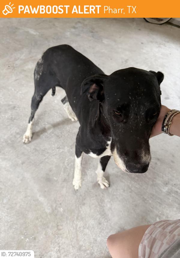 Found/Stray Female Dog last seen Plantation , Pharr, TX 78577