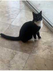 Reunited Male Cat last seen Near Hemingway Ct, Escondido, CA 92027, USA, Escondido, CA 92027