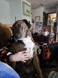 Lost Male Dog last seen Lyle avenue , Bremerton, WA 98312