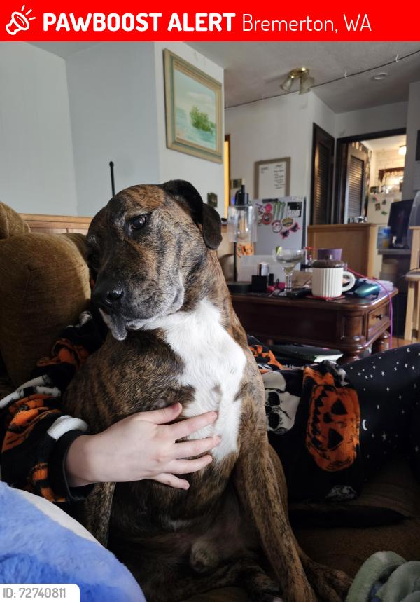 Lost Male Dog last seen Lyle avenue , Bremerton, WA 98312