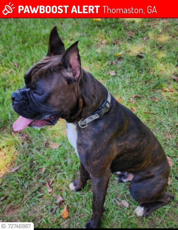 Lost Male Dog last seen Upson Lee middle school, Thomaston, GA 30286