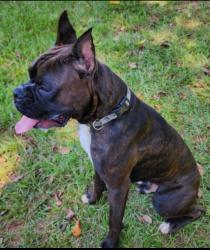 Lost Male Dog last seen Upson Lee middle school, Thomaston, GA 30286