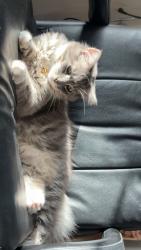 Lost Male Cat last seen North portal avenue chunk n cheese pizza shop, Cupertino, CA 95014