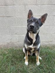 Found/Stray Male Dog last seen cedar & kelso, Inglewood, CA 90301