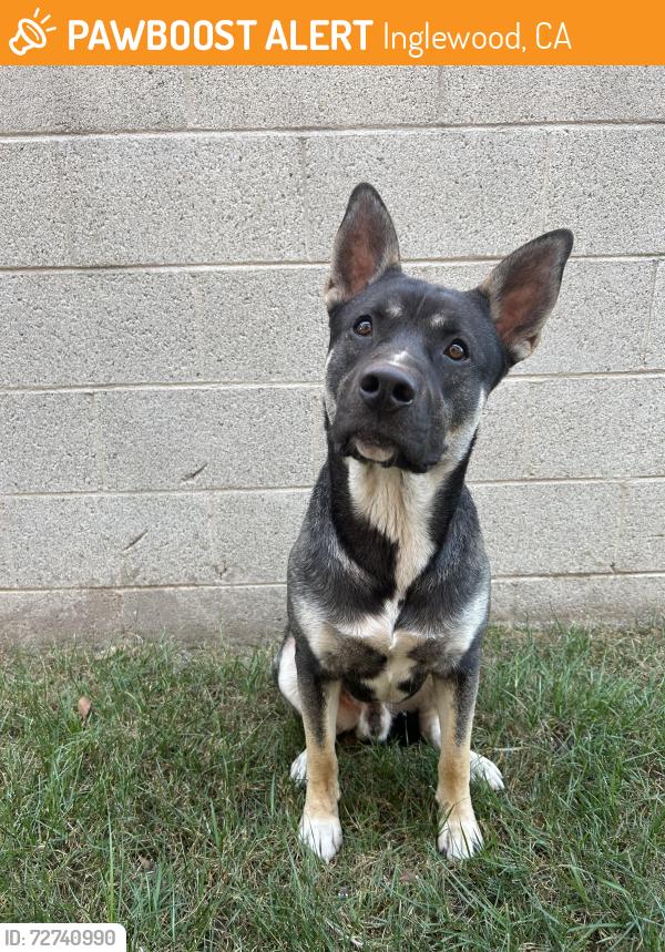 Found/Stray Male Dog last seen cedar & kelso, Inglewood, CA 90301