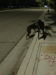 Found/Stray Unknown Dog last seen 20th east and ave h Lancaster CA , Los Angeles County, CA 93535