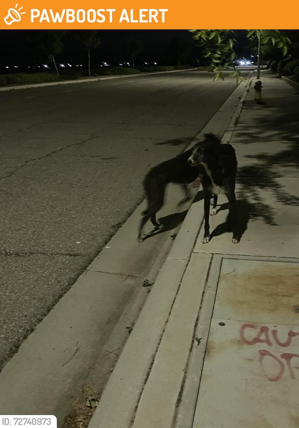 Found/Stray Unknown Dog last seen 20th east and ave h Lancaster CA , Los Angeles County, CA 93535