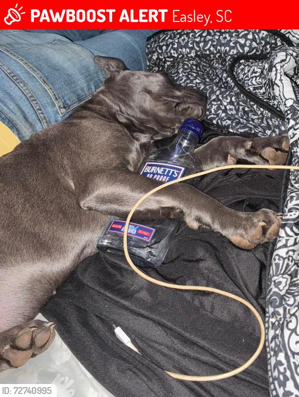 Lost Female Dog last seen Arial mill hill, Easley, SC 29640