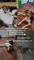 Lost Female Dog last seen Market st, San Diego, CA 92102