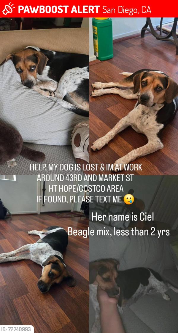Lost Female Dog last seen Market st, San Diego, CA 92102