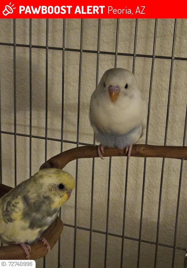 Lost Male Bird last seen North 87th Ave and Grand Ave, Peoria, AZ 85345