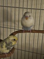 Lost Male Bird last seen North 87th Ave and Grand Ave, Peoria, AZ 85345