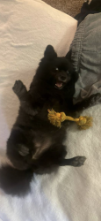Lost Female Dog last seen Near poema place , Chatsworth, CA 91311
