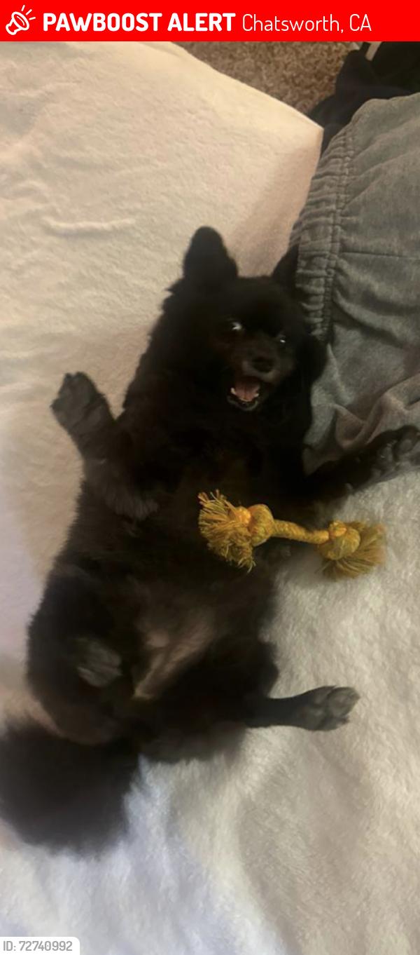 Lost Female Dog last seen Near poema place , Chatsworth, CA 91311