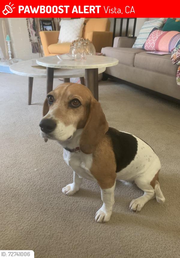 Lost Female Dog last seen Santa Clara , Vista, CA 92083
