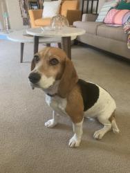 Lost Female Dog last seen Santa Clara , Vista, CA 92083