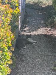 Found/Stray Unknown Cat last seen Johnson Ave & Bollinger Road, San Jose, CA 95129