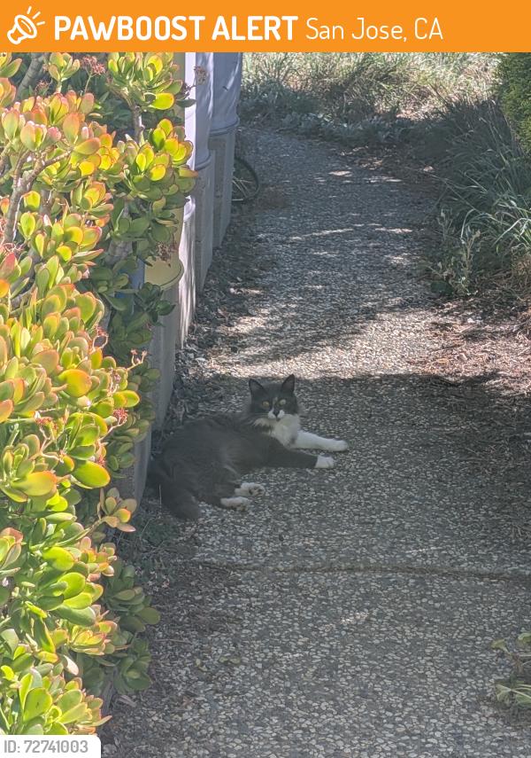 Found/Stray Unknown Cat last seen Johnson Ave & Bollinger Road, San Jose, CA 95129