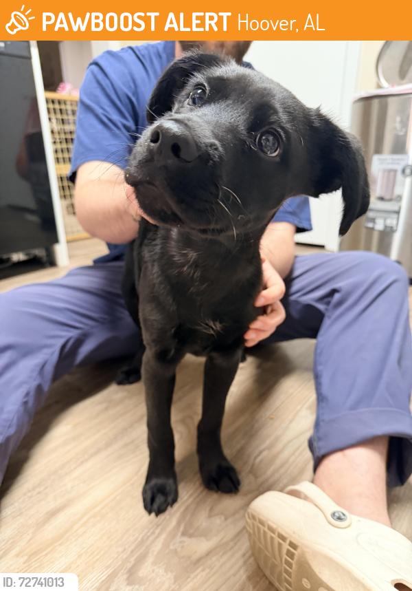 Found/Stray Male Dog last seen Ridge crossings apmts , Hoover, AL 35244