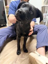 Found/Stray Male Dog last seen Ridge crossings apmts , Hoover, AL 35244