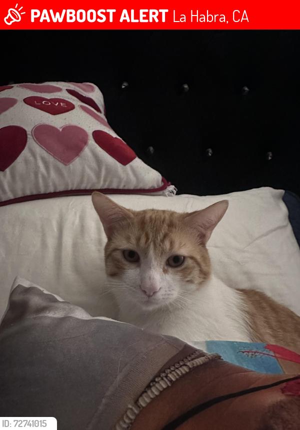 Lost Male Cat last seen La Habra Blvd , by Stabucks on Harbor and Pizza Fast on Palm , La Habra, CA 90631