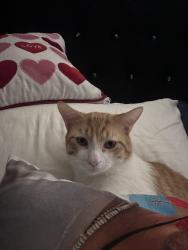Lost Male Cat last seen La Habra Blvd , by Stabucks on Harbor and Pizza Fast on Palm , La Habra, CA 90631