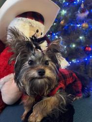 Lost Female Dog last seen Lincoln ave & Evelyn dr Anaheim , Anaheim, CA 92806