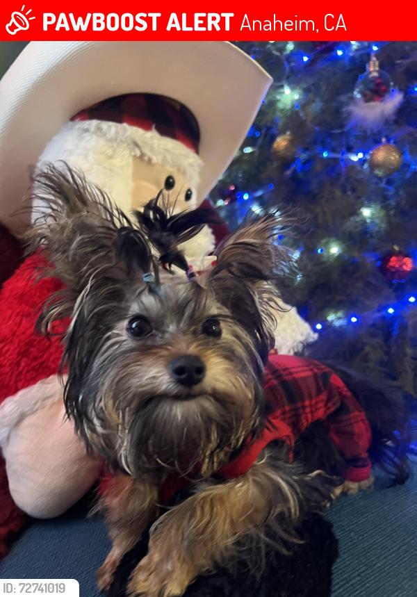 Lost Female Dog last seen Lincoln ave & Evelyn dr Anaheim , Anaheim, CA 92806
