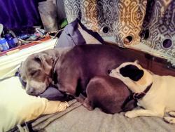 Lost Female Dog last seen Btwn N8 & N12, Lake Los Angeles, CA 93535