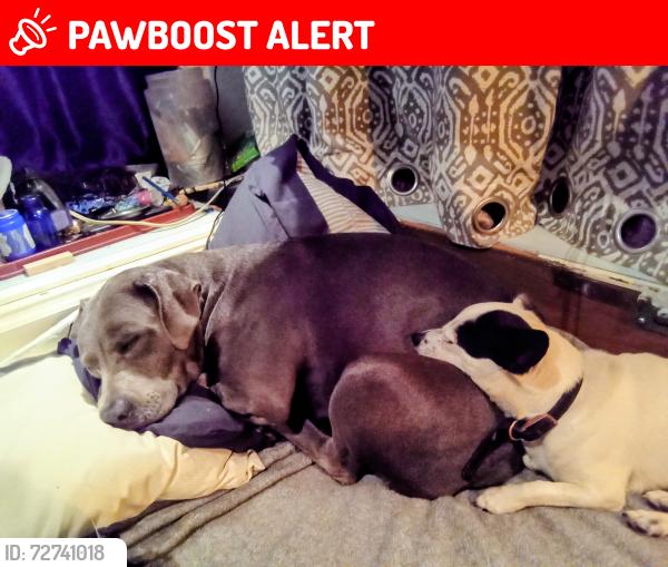Lost Female Dog last seen Btwn N8 & N12, Lake Los Angeles, CA 93535