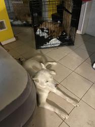 Lost Female Dog last seen 82nd and stony island, Chicago, IL 60617