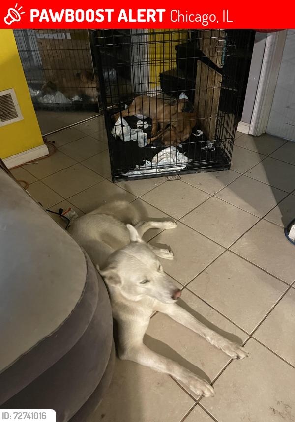 Lost Female Dog last seen 82nd and stony island, Chicago, IL 60617