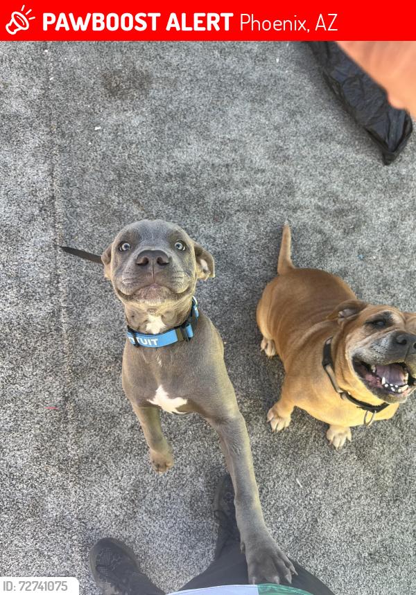 Lost Male Dog last seen 15ave Atlanta , Phoenix, AZ 85041