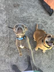 Lost Male Dog last seen 15ave Atlanta , Phoenix, AZ 85041