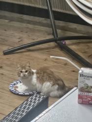 Found/Stray Unknown Cat last seen Lake hills , Bellevue, WA 98007