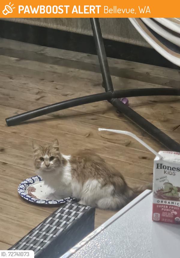 Found/Stray Unknown Cat last seen Lake hills , Bellevue, WA 98007