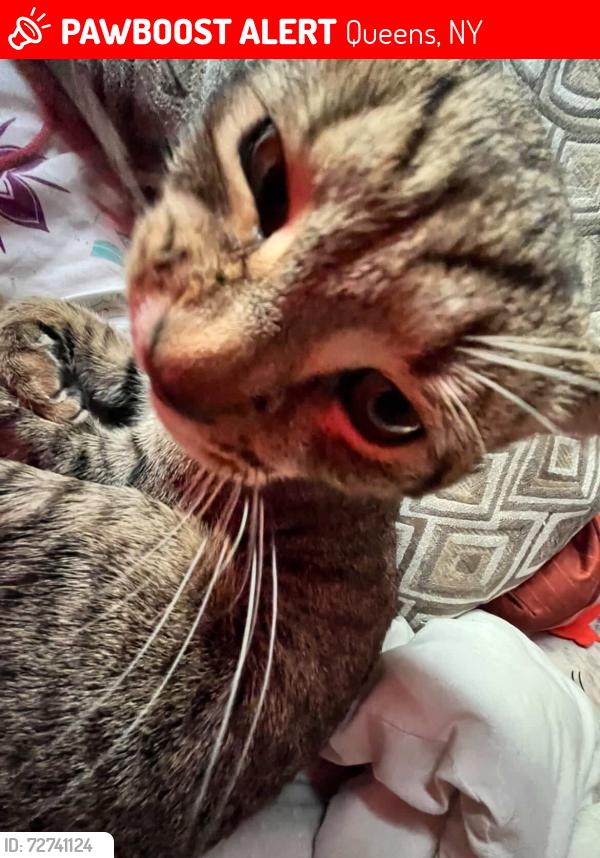 Lost Male Cat last seen Redfern Avenue, Queens, NY 11691