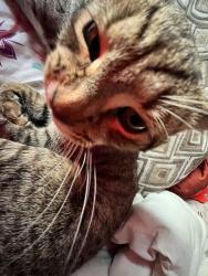 Lost Male Cat last seen Redfern Avenue, Queens, NY 11691
