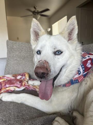 Shelter Stray Male Dog last seen Near BLOCK KATHY SUZANNE WAY, BAKERSFIELD CA 93313, Bakersfield, CA 93308