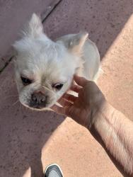 Found/Stray Female Dog last seen Faberge way and Contempo Drive, Rosemont, CA 95826