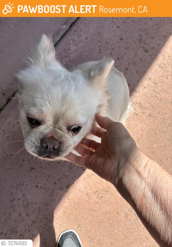 Found/Stray Female Dog last seen Faberge way and Contempo Drive, Rosemont, CA 95826