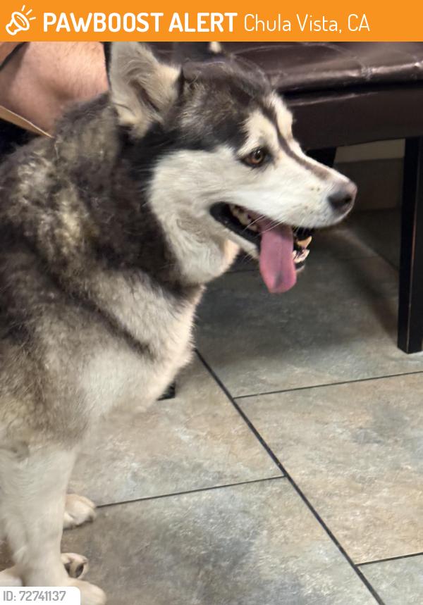 Found/Stray Female Dog last seen Spring Valley, Chula Vista, CA 91910