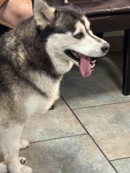 Found/Stray Female Dog last seen Spring Valley, Chula Vista, CA 91910