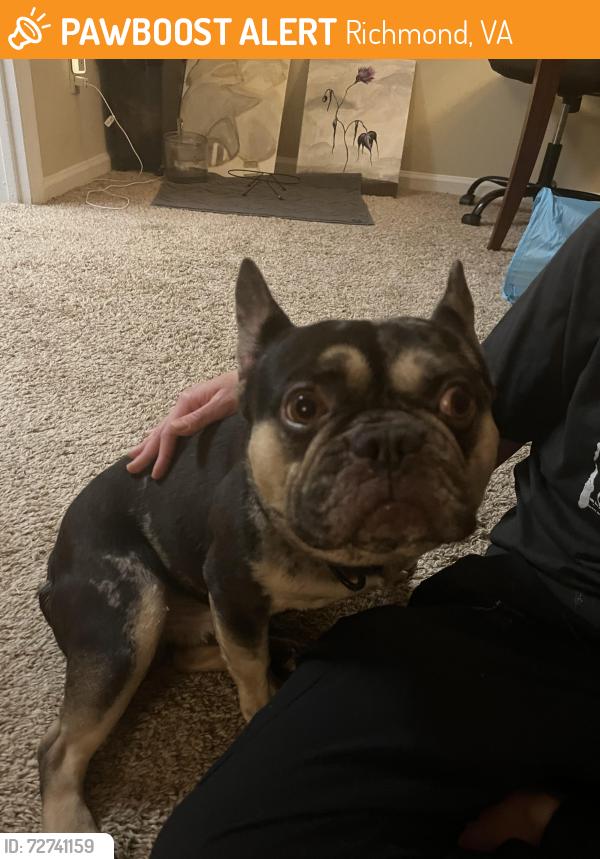 Found/Stray Male Dog last seen Parking lot street, Richmond, VA 23225