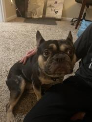 Found/Stray Male Dog last seen Parking lot street, Richmond, VA 23225