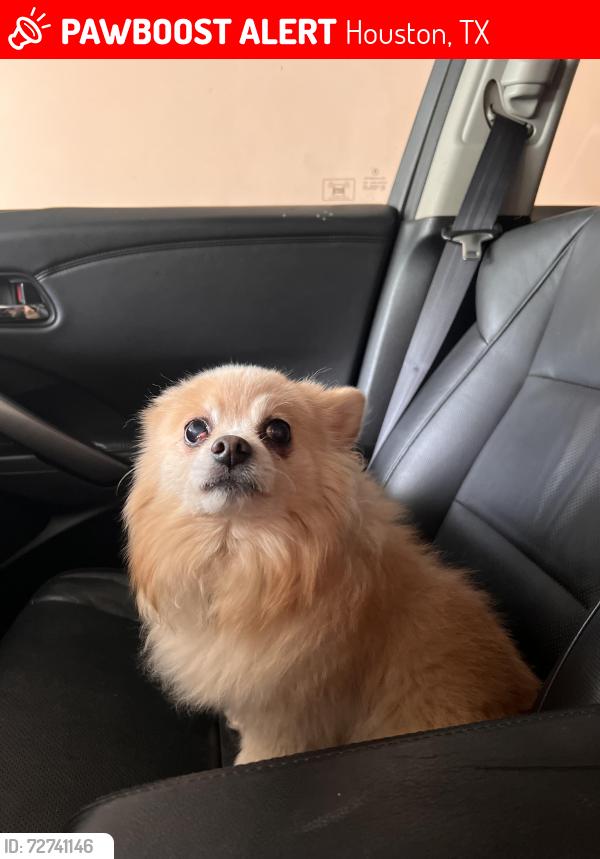 Lost Female Dog last seen Aldein Westfield , Houston, TX 77073