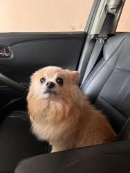Lost Female Dog last seen Aldein Westfield , Houston, TX 77073